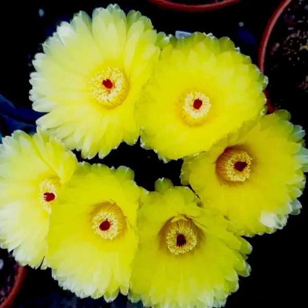 Notocactus ottonis