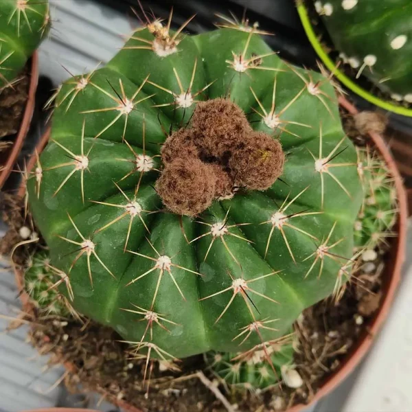 Notocactus ottonis - immagine 2