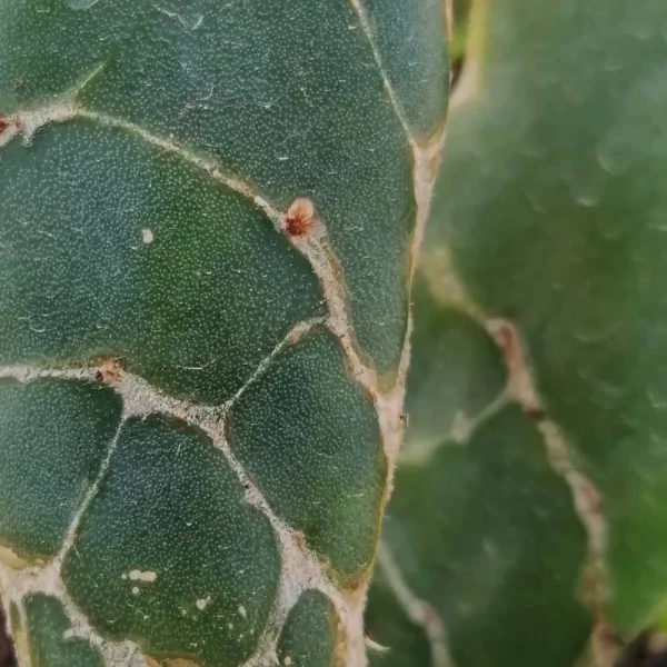 Opuntia reticulata cobra - immagine 3
