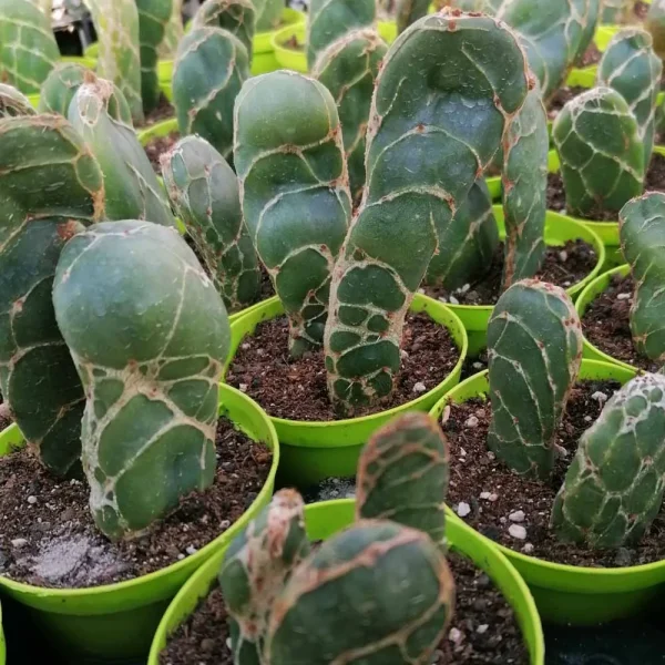 Opuntia reticulata cobra - immagine 2