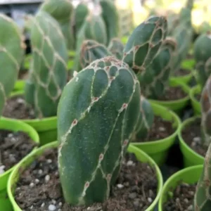 Opuntia reticulata cobra