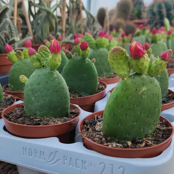 Opuntia inamoena - immagine 2