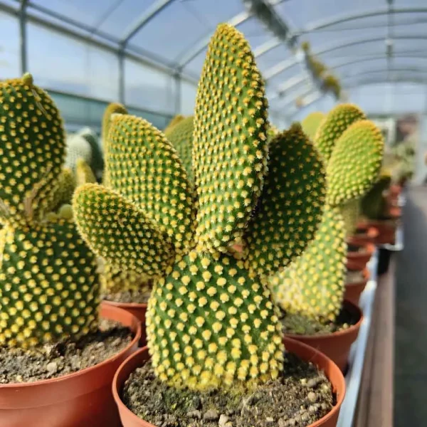 Opuntia microdasys pallida