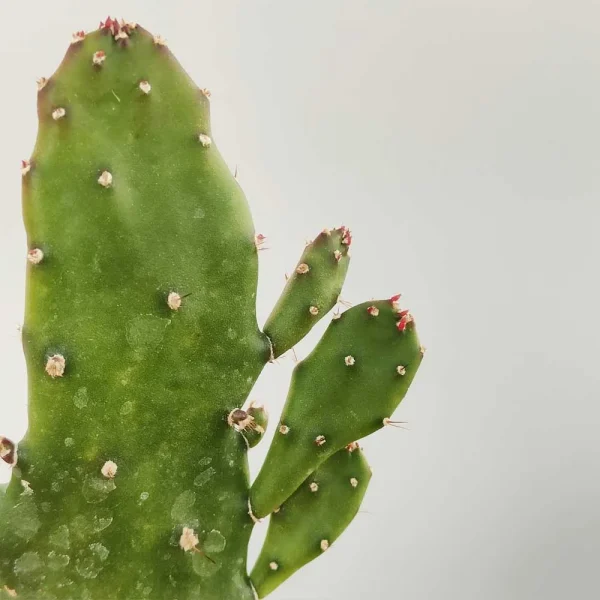 Opuntia monacantha - immagine 2