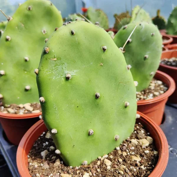 Opuntia quimilo - immagine 2