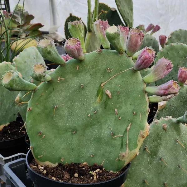Opuntia stricta