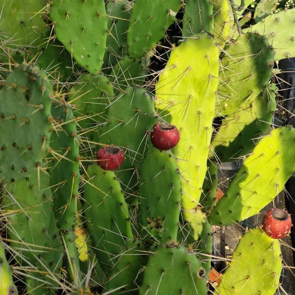 Opuntia vulgaris - immagine 2