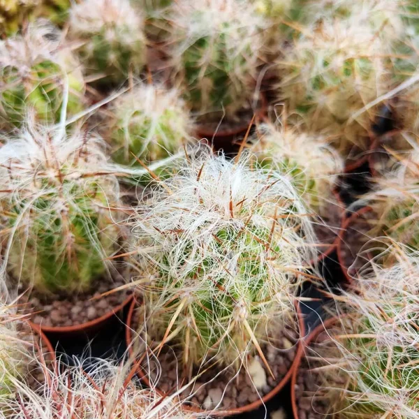 Oreocereus celsianus “vecchio della montagna” - immagine 3