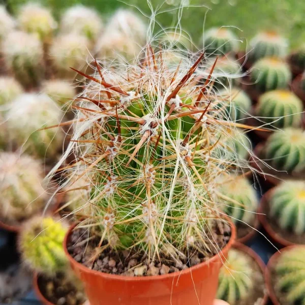 Oreocereus celsianus “vecchio della montagna”