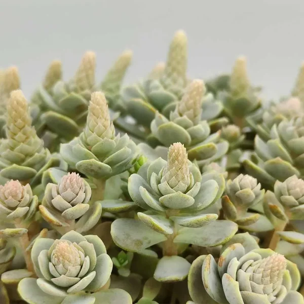 Orostachys Furusei - immagine 3
