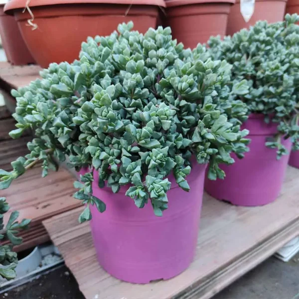 Oscularia deltoides - immagine 2