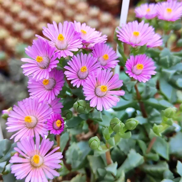 Oscularia deltoides