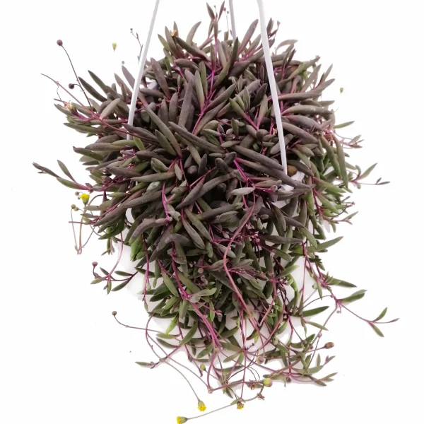 Othonna capensis “ruby necklace” (Senecio herreianus purple flush) - immagine 2