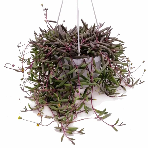 Othonna capensis “ruby necklace” (Senecio herreianus purple flush)