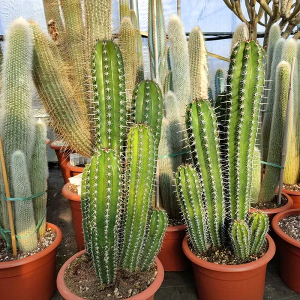Pachycereus pecten-aboriginum (medio)