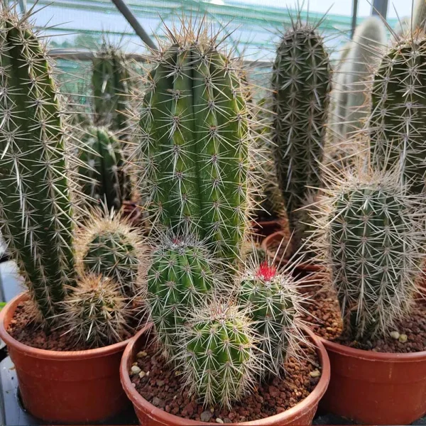 Pachycereus pringlei (medio)