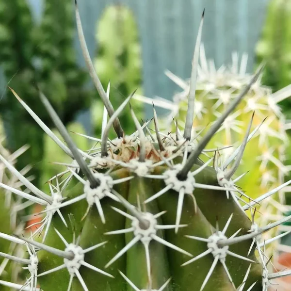 Pachycereus pecten-aboriginum (medio) - immagine 2