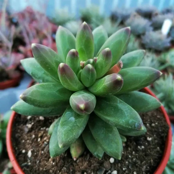 Pachyphytum compactum - immagine 2