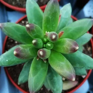 Pachyphytum compactum