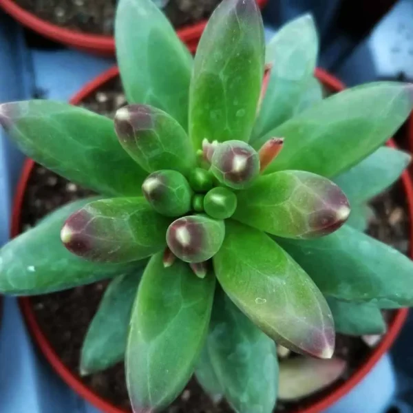 Pachyphytum compactum