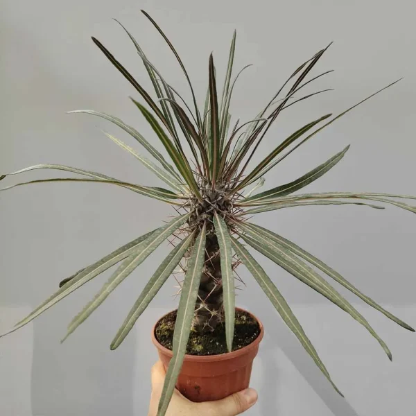Pachypodium geayi