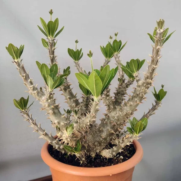 Pachypodium horombense