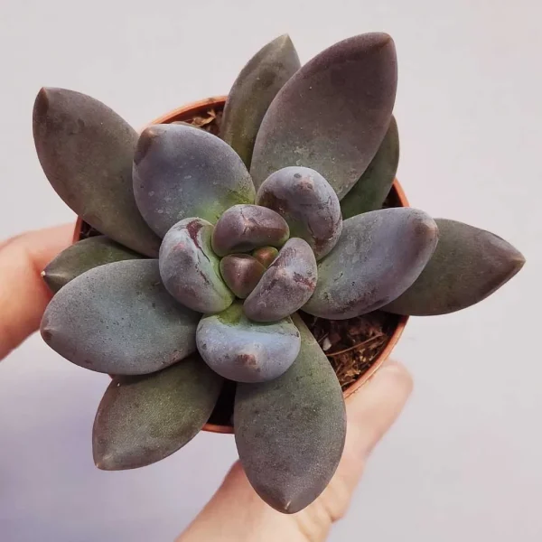 Pachyveria ‘Draco’ - immagine 2