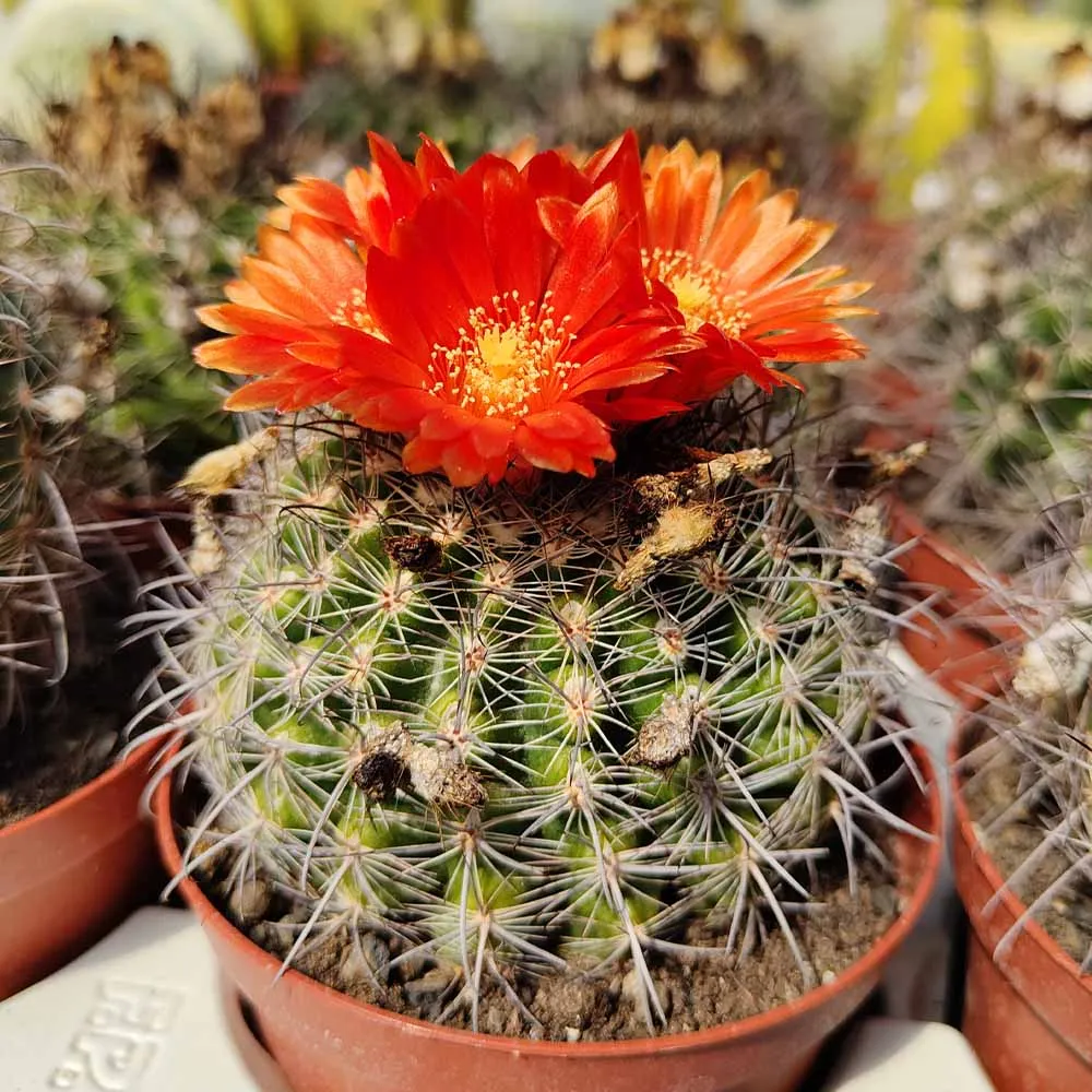 Parodia mairanana
