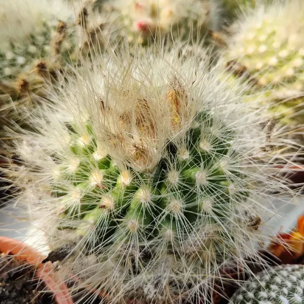Parodia penicillata - immagine 2