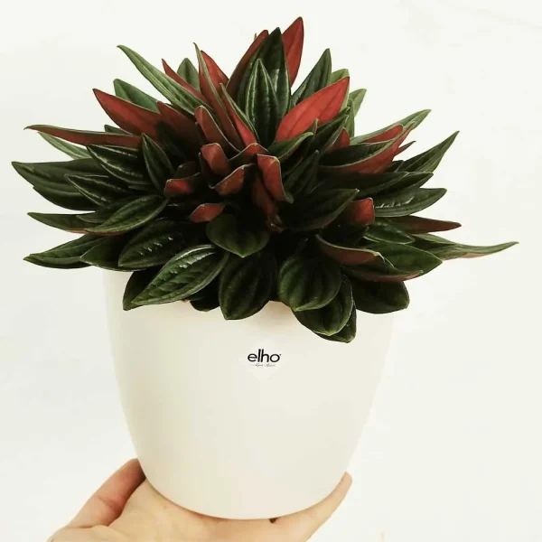 Peperomia caperata “Red”