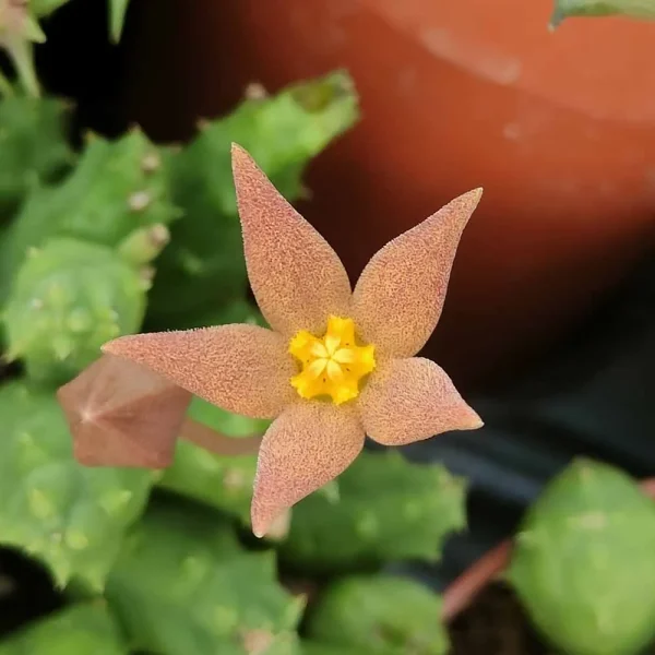 Piaranthus