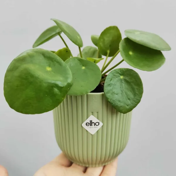 Pilea peperomioides (“Pianta delle monete”)