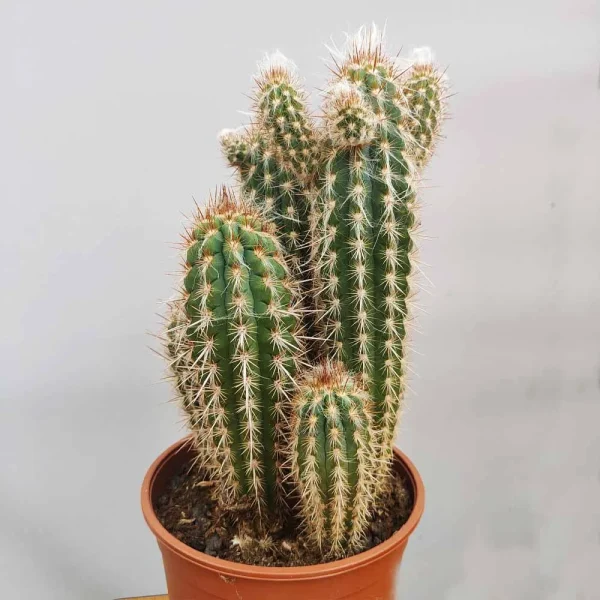 Pilosocereus gounellei - immagine 2