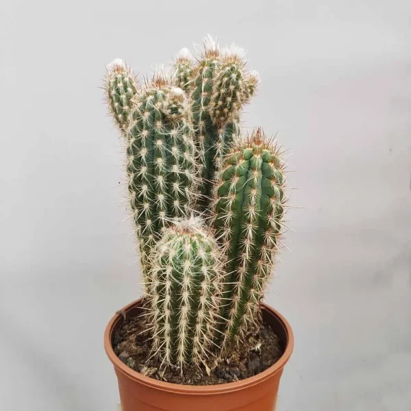 Pilosocereus gounellei