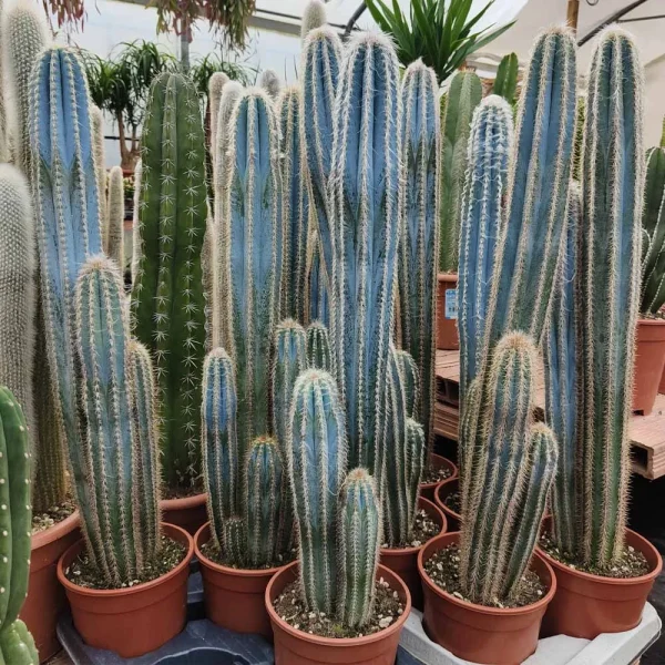 Pilosocereus odilensis