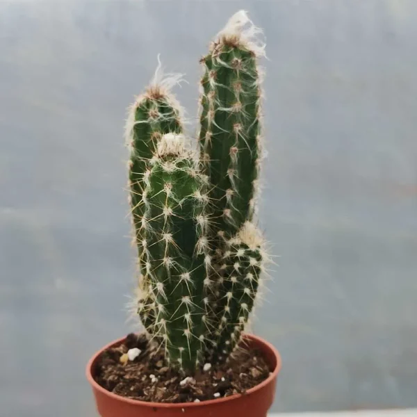 Pilosocereus palmeri