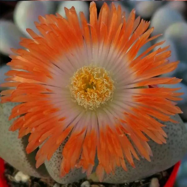 Pleiospilos nelii