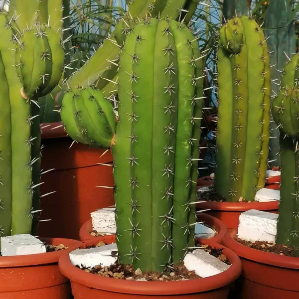 Polaskia chichipe