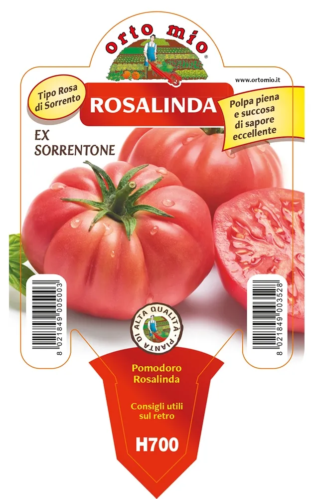Pomodoro SORRENTONE gigante “Rosalinda”