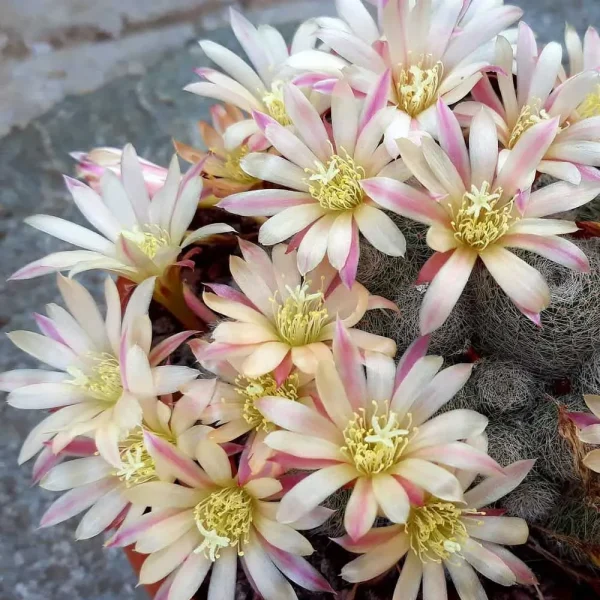 Rebutia ‘Sunrise’