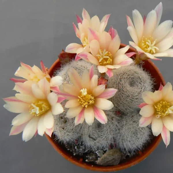 Rebutia ‘Sunrise’ - immagine 2