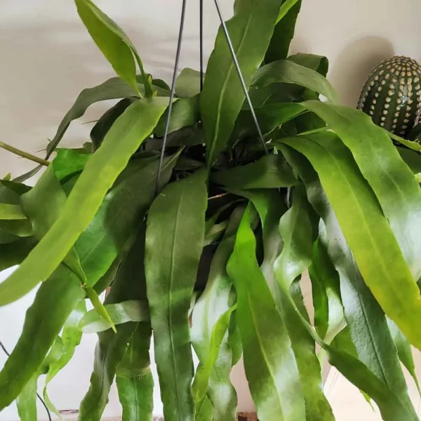 Rhipsalis ramulosa - immagine 2