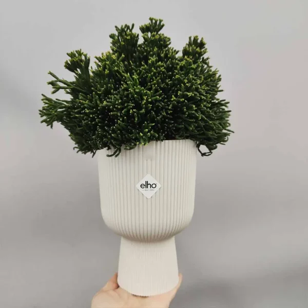 Rhipsalis hatiora (Hatiora salicornioides)