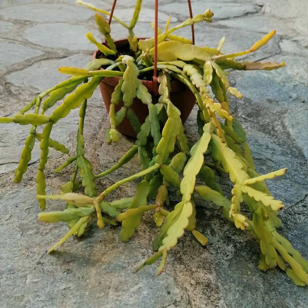 Rhipsalis micrantha f. roseana