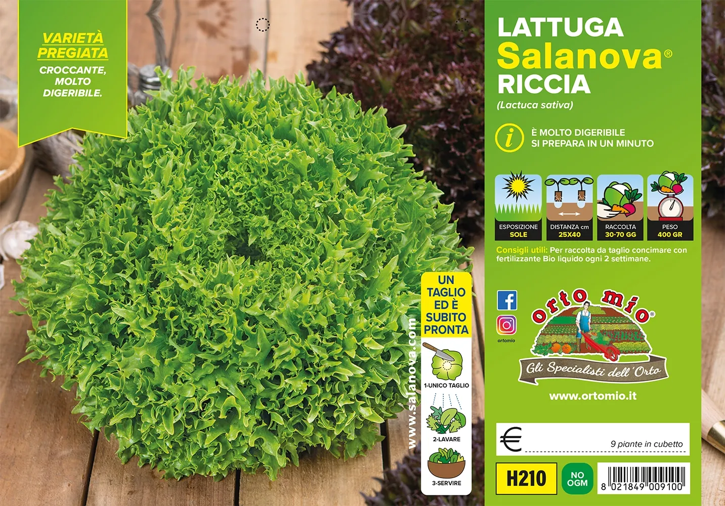 Lattuga SALANOVA MIX – foglia riccia