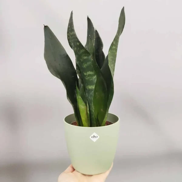 Sansevieria trifasciata ‘Black Comet’