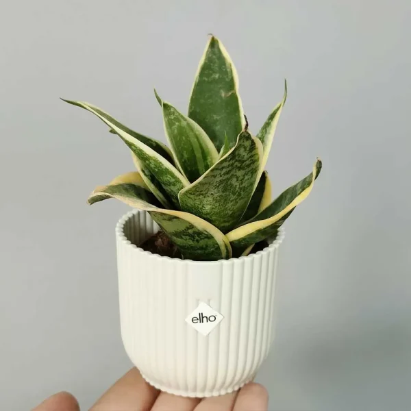 Sansevieria trifasciata “Futura Superba”