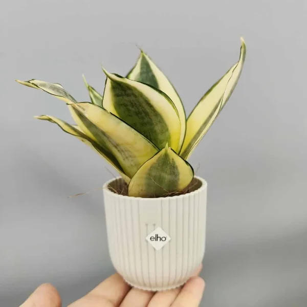 Sansevieria trifasciata “Golden Hahnii”