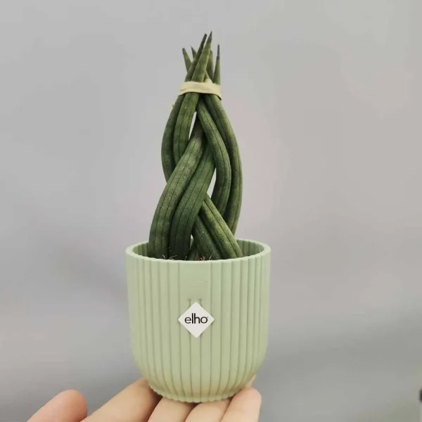 Sansevieria Cylindrica ‘Twister’