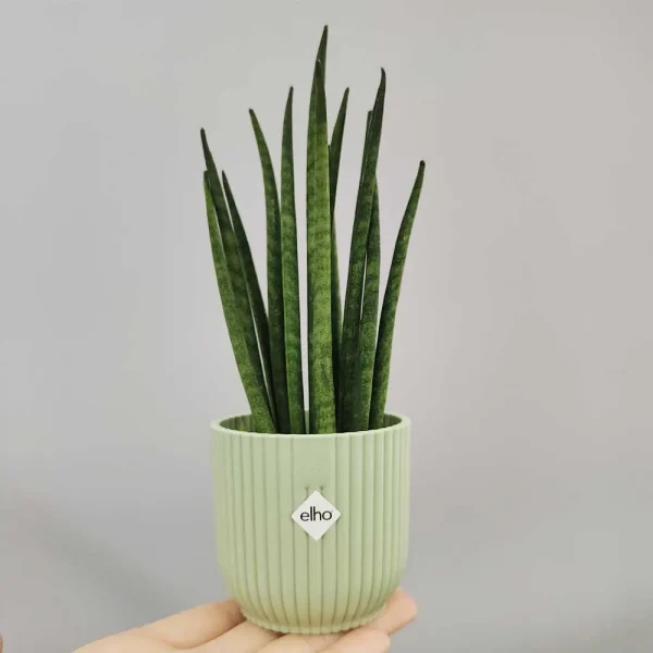 Sansevieria ‘Fernwood Mikado’